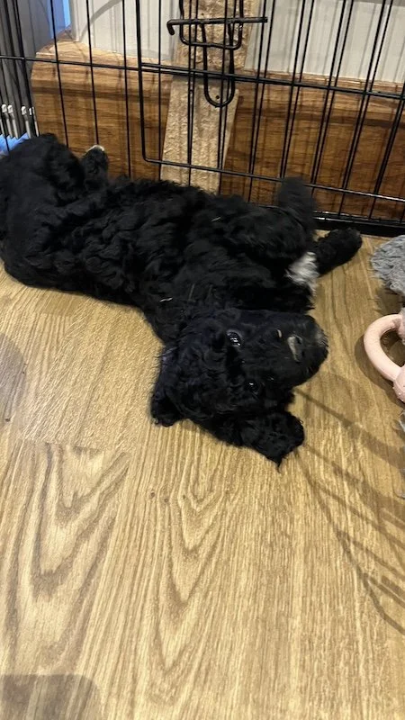 Goldendoodle breeder25.jpeg