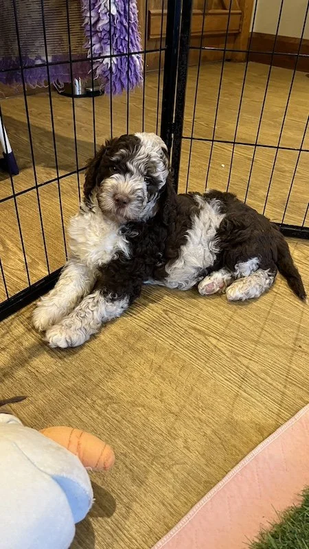 Goldendoodle breeder26.jpeg