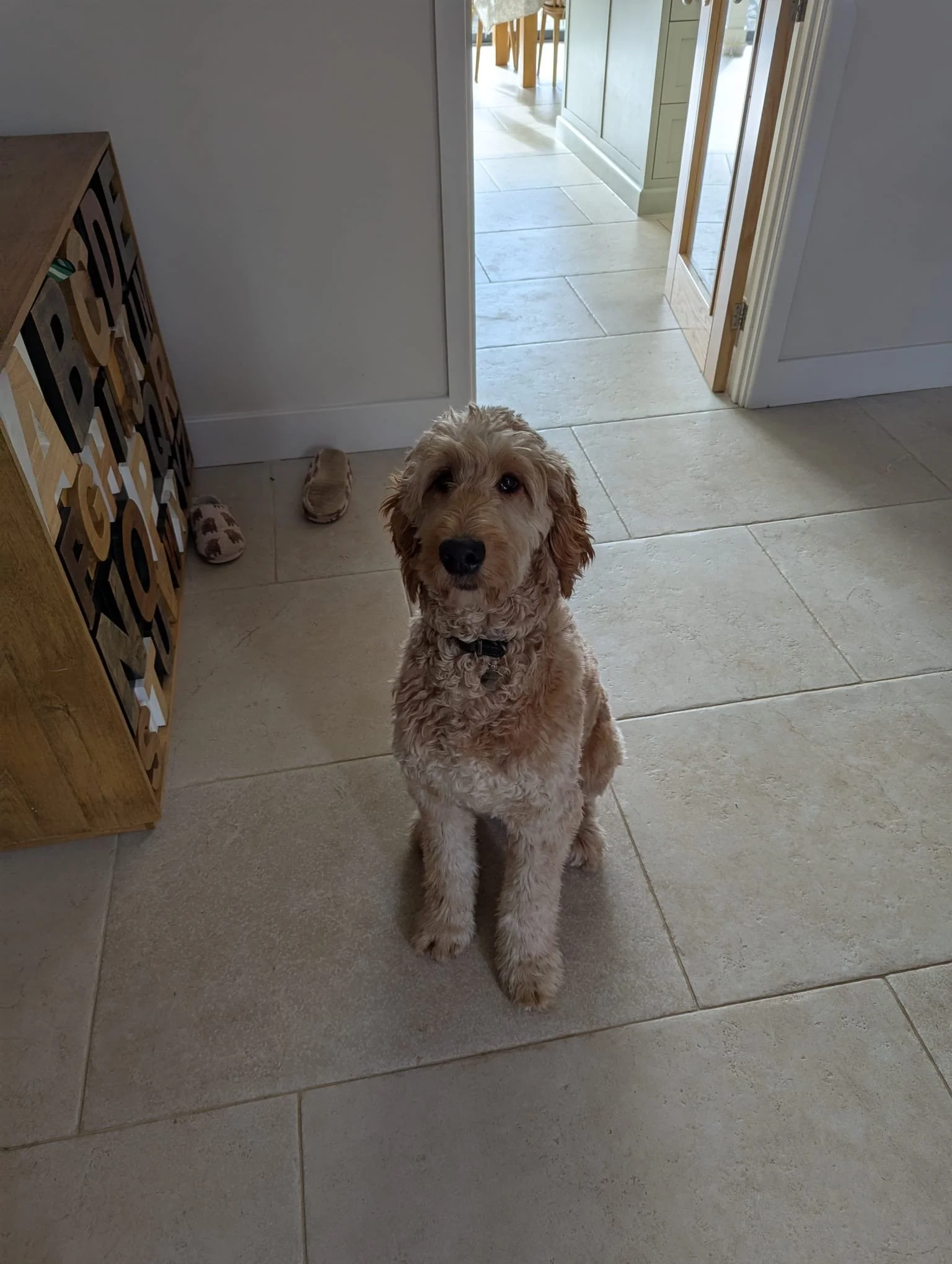 Irish doodle puppy10.JPG
