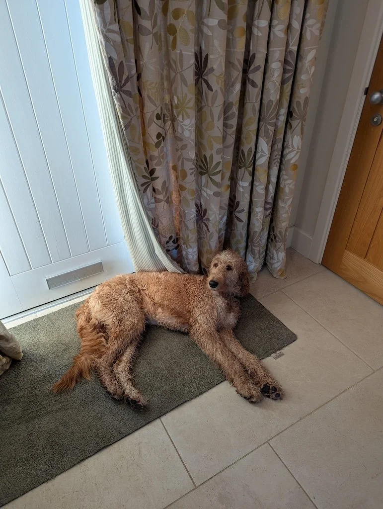 Irish doodle puppy1.JPG