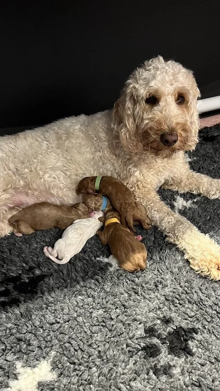 Goldendoodle puppy8.jpeg