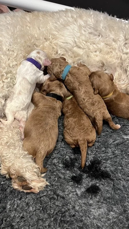 Goldendoodle puppy12.jpeg