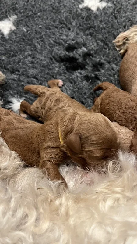 Goldendoodle puppy15.jpeg