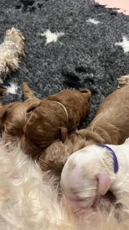 Goldendoodle puppy16.jpeg