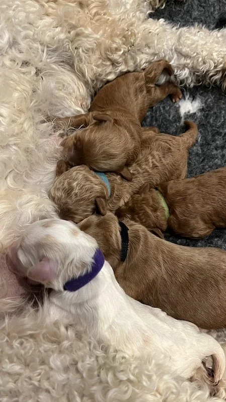 Goldendoodle puppy17.jpeg