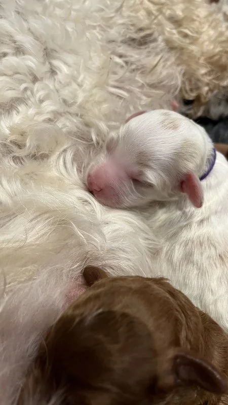 Goldendoodle puppy18.jpeg