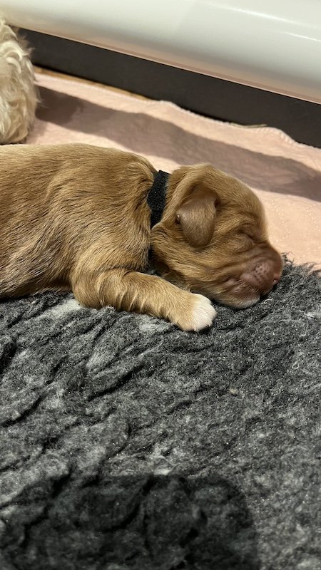 Goldendoodle puppy20.jpeg