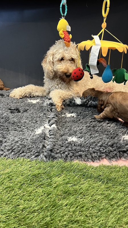 Goldendoodle puppy59.jpeg