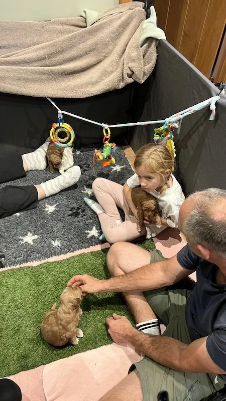 Goldendoodle puppy65.jpeg