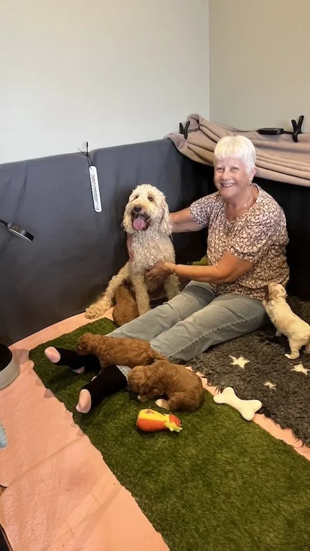 Goldendoodle puppy81.jpeg