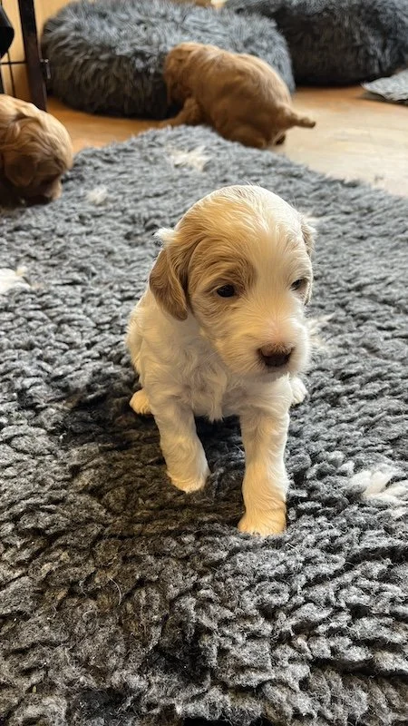 Goldendoodle puppy94.jpeg