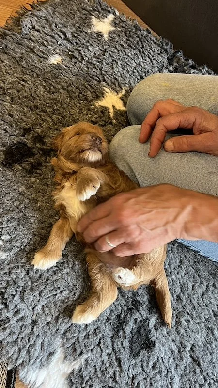 Goldendoodle puppy97.jpeg