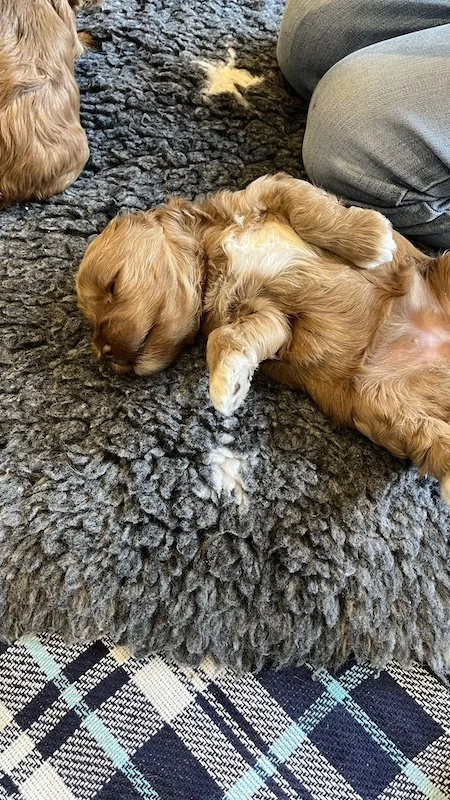 Goldendoodle puppy100.jpeg