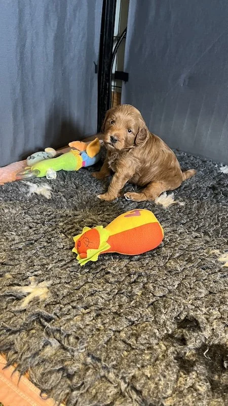 Goldendoodle puppy101.jpeg