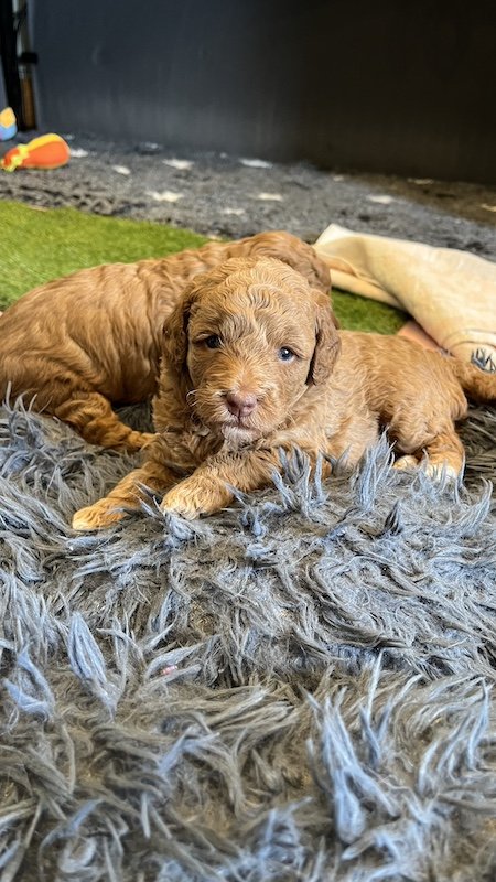 Goldendoodle puppy104.jpeg