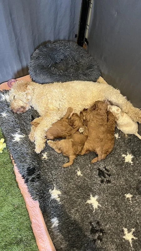 Goldendoodle puppy105.jpeg