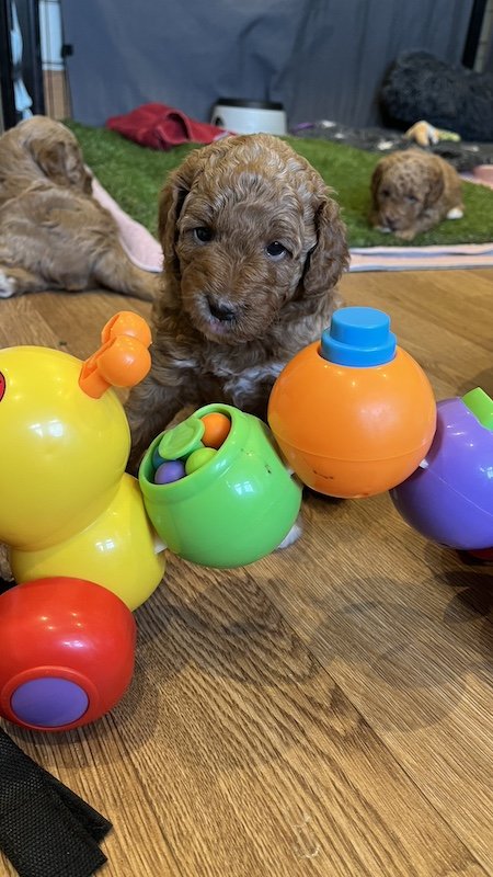 Goldendoodle puppy120.jpeg