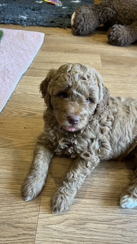 Goldendoodle puppy128.jpeg