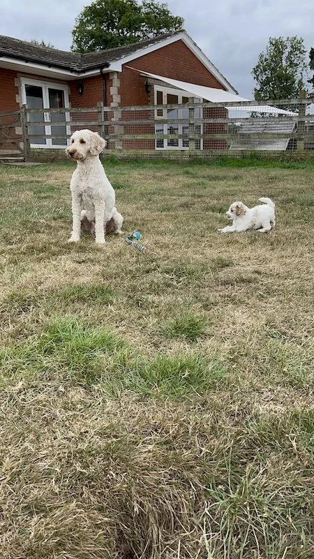 Goldendoodle puppy132.JPG