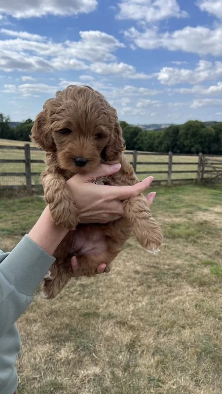 Goldendoodle puppy140.jpeg
