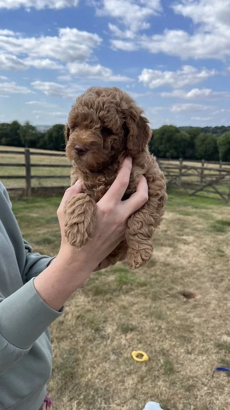 Goldendoodle puppy144.jpeg
