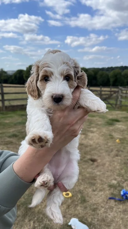 Goldendoodle puppy146.jpeg