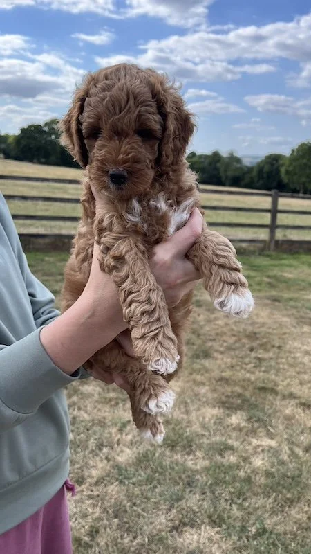 Goldendoodle puppy151.jpeg