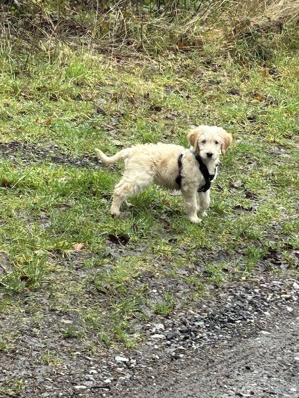 Goldendoodle puppy1.jpeg
