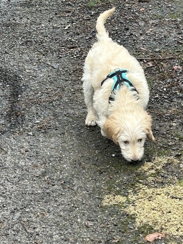 Goldendoodle puppy2.jpeg