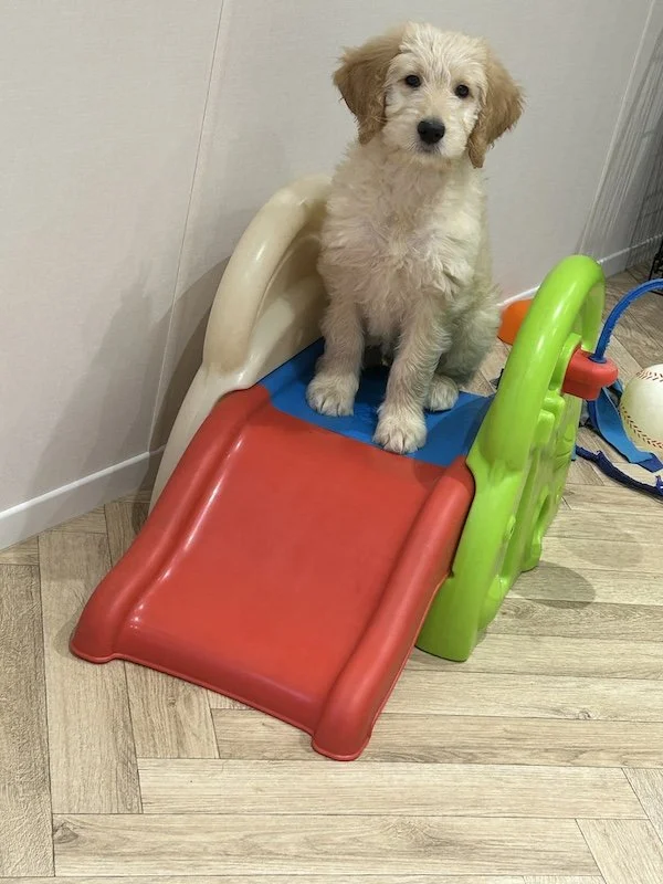 Goldendoodle puppy3.jpeg