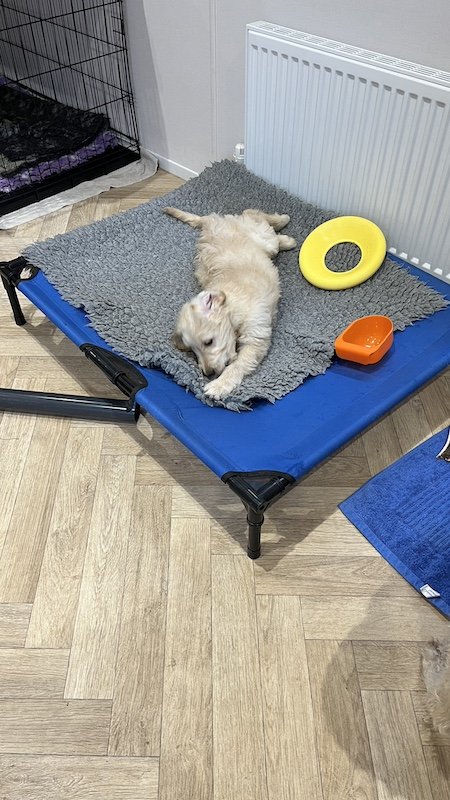 Goldendoodle puppy5.jpeg