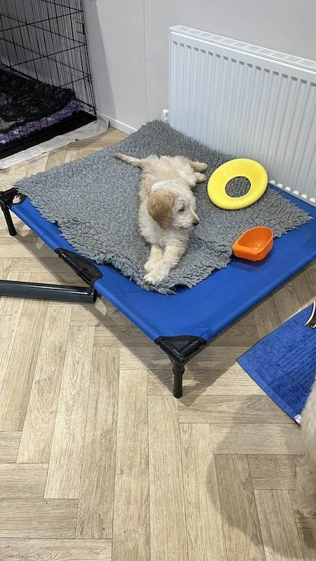 Goldendoodle puppy6.jpeg