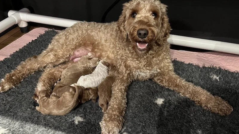 Goldendoodle puppy2.jpeg