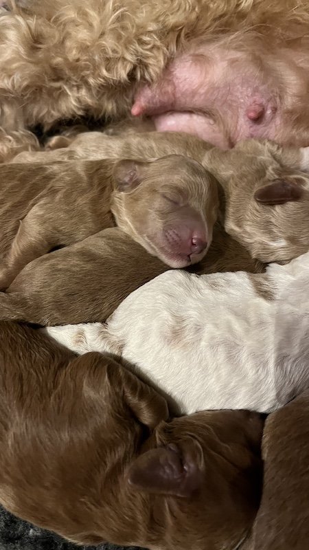Goldendoodle puppy4.jpeg