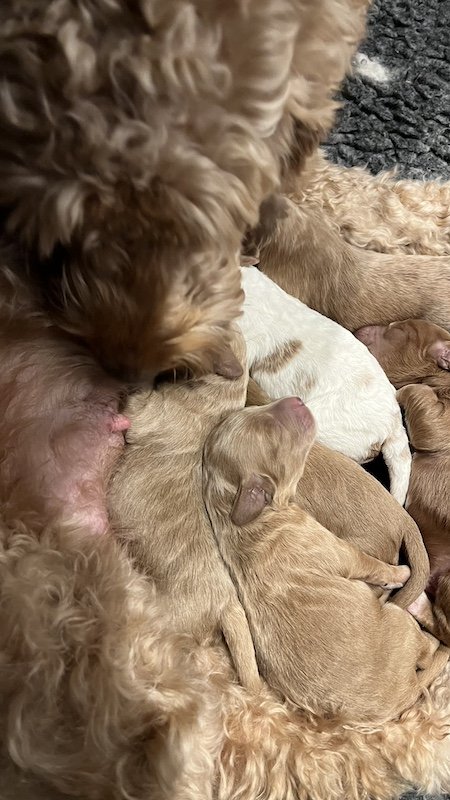 Goldendoodle puppy6.jpeg