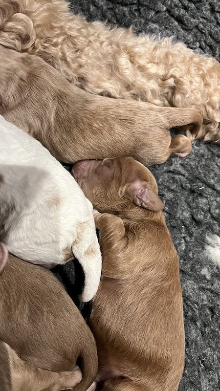 Goldendoodle puppy7.jpeg