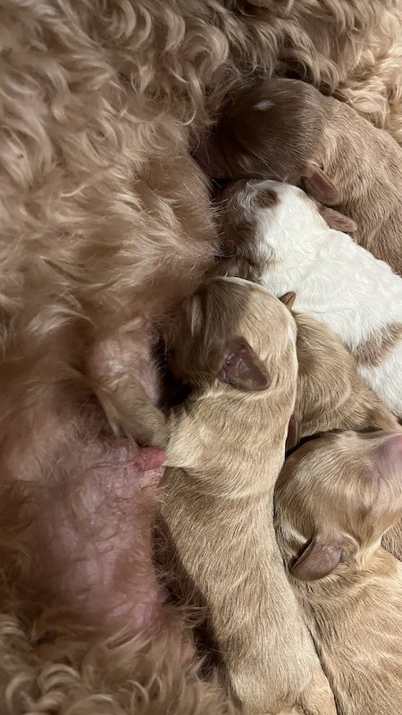 Goldendoodle puppy8.jpeg