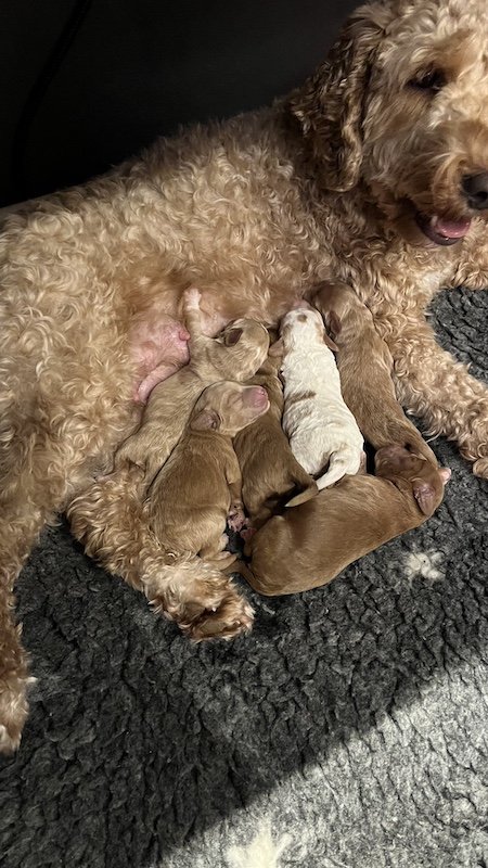 Goldendoodle puppy9.jpeg