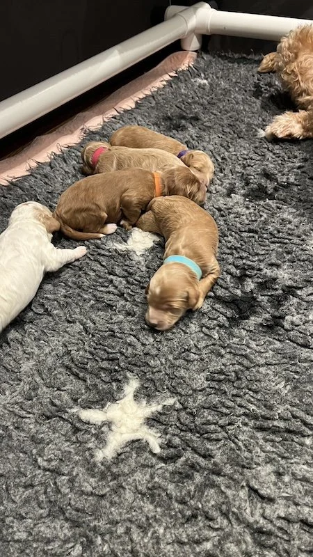 Goldendoodle puppy1.jpeg