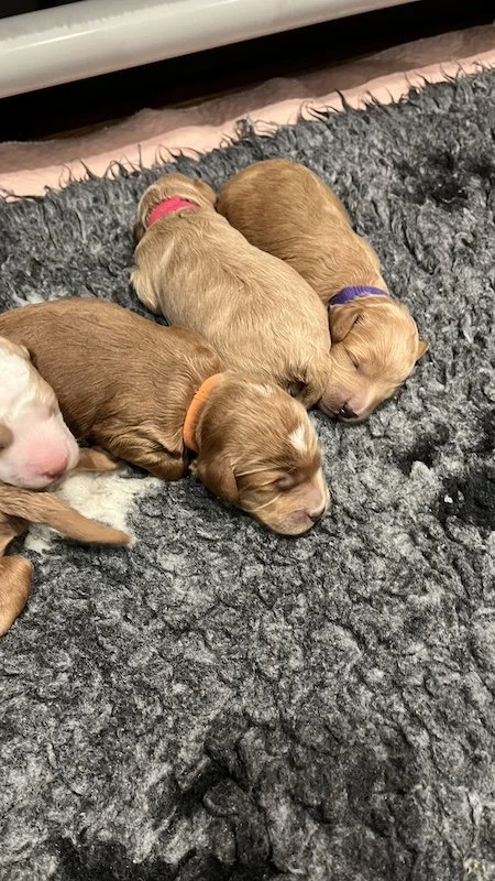 Goldendoodle puppy2.jpeg