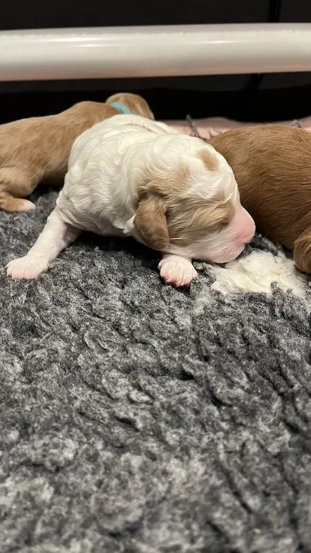 Goldendoodle puppy4.jpeg