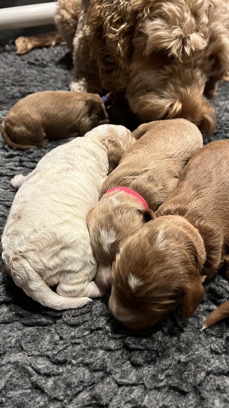 Goldendoodle puppy5.jpeg