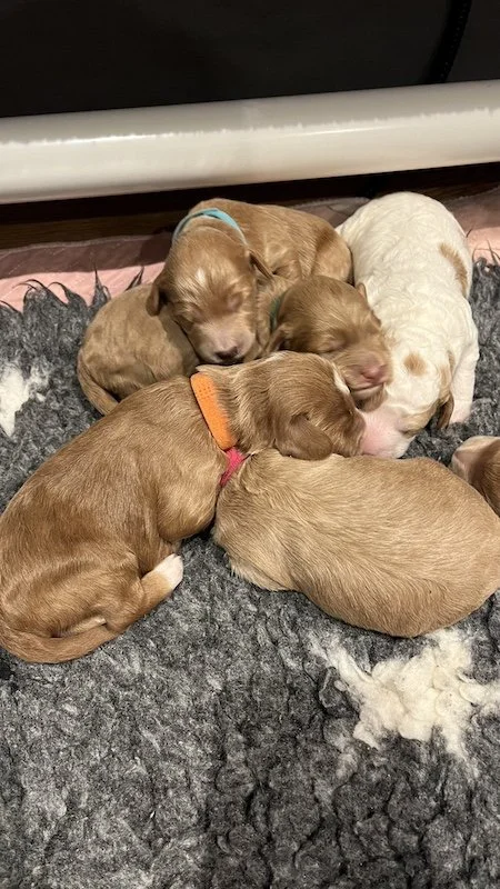 Goldendoodle puppy8.jpeg