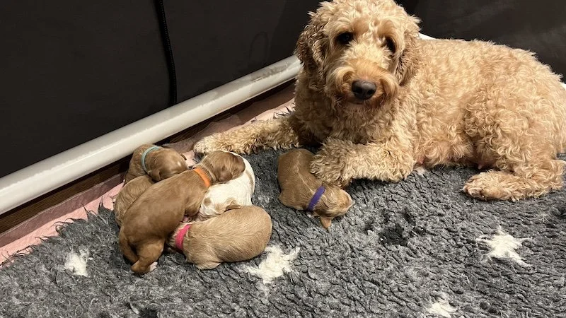 Goldendoodle puppy10.jpeg