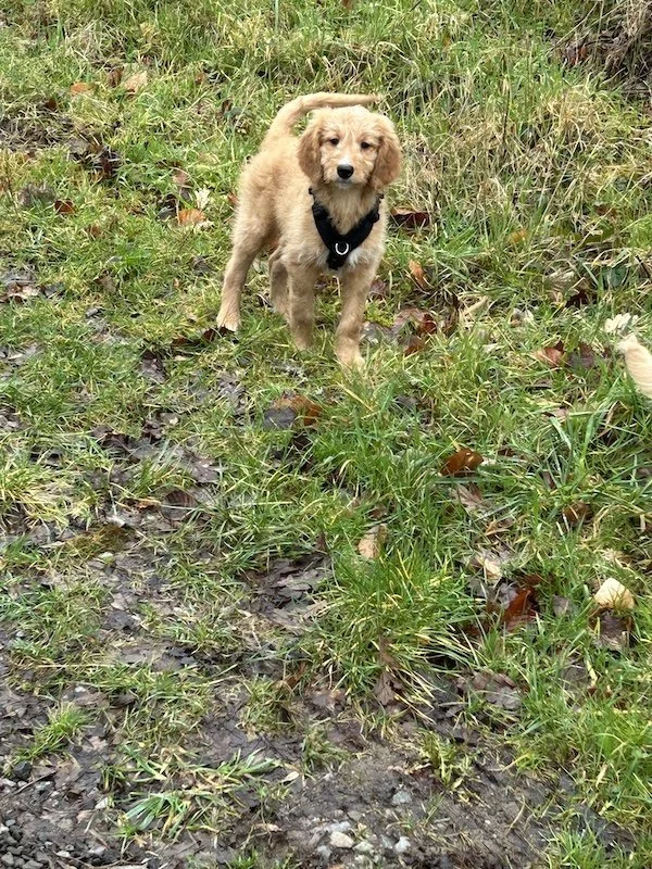 Goldendoodle puppy4.jpeg