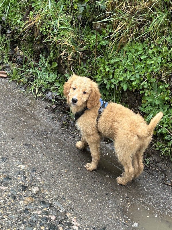 Goldendoodle puppy7.jpeg
