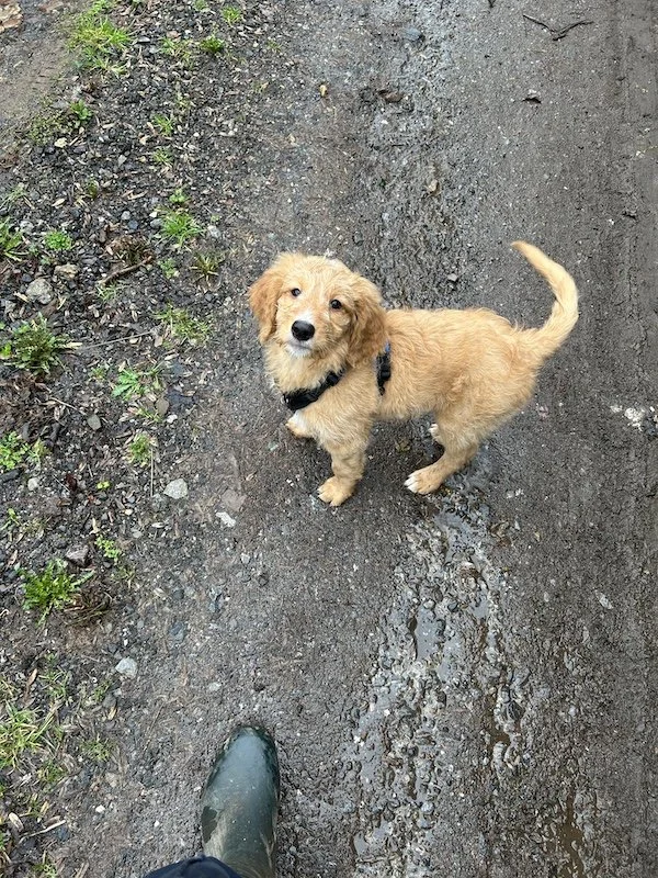 Goldendoodle puppy2.jpeg
