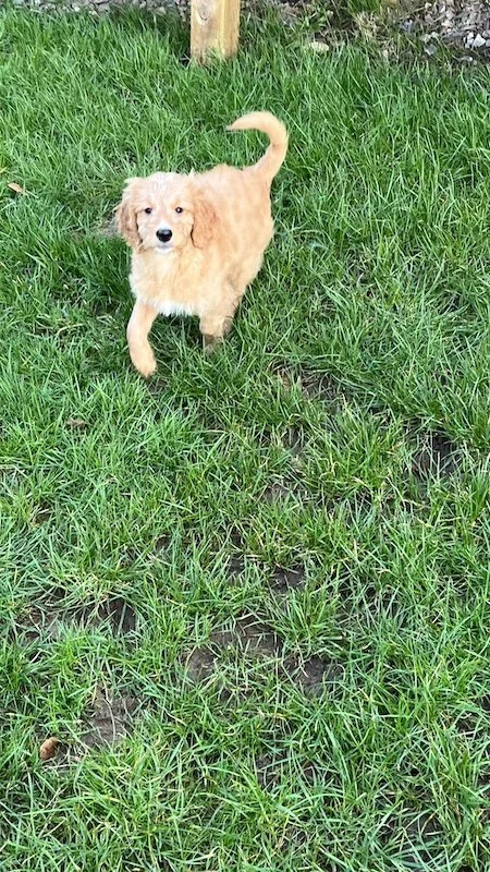 Goldendoodle puppy13.jpeg