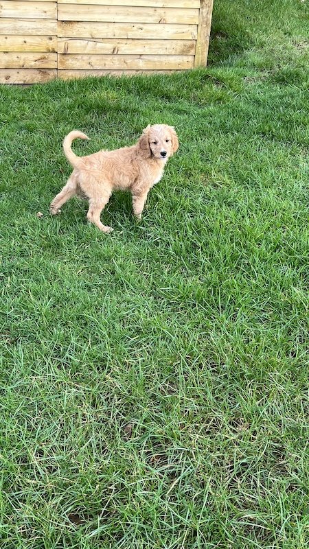 Goldendoodle puppy17.jpeg