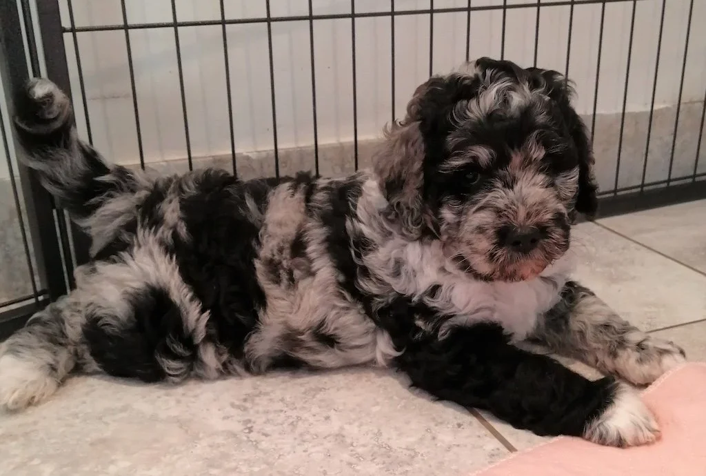 Black merle goldendoodle copy.jpg
